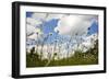 Daisies-Veneratio-Framed Photographic Print