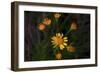 Daisies-Gordon Semmens-Framed Photographic Print