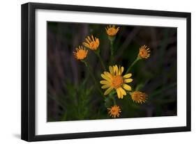 Daisies-Gordon Semmens-Framed Photographic Print