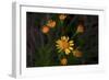 Daisies-Gordon Semmens-Framed Photographic Print