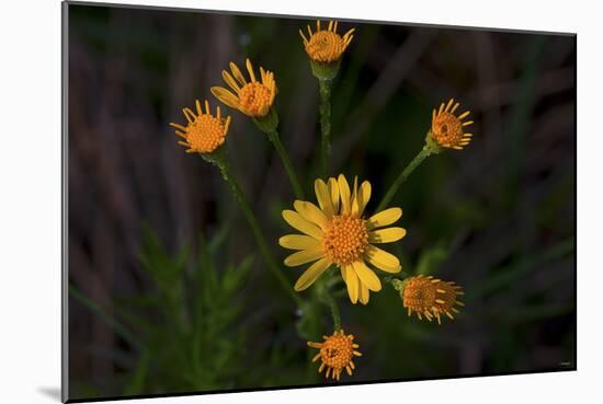 Daisies-Gordon Semmens-Mounted Photographic Print