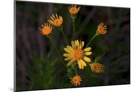 Daisies-Gordon Semmens-Mounted Photographic Print