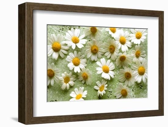 Daisies-Walter Cimbal-Framed Photographic Print