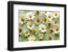 Daisies-Walter Cimbal-Framed Photographic Print