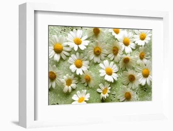 Daisies-Walter Cimbal-Framed Photographic Print