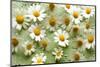 Daisies-Walter Cimbal-Mounted Photographic Print