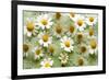 Daisies-Walter Cimbal-Framed Photographic Print