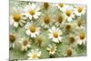 Daisies-Walter Cimbal-Mounted Photographic Print