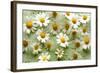 Daisies-Walter Cimbal-Framed Photographic Print