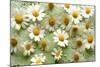 Daisies-Walter Cimbal-Mounted Photographic Print