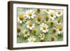 Daisies-Walter Cimbal-Framed Photographic Print