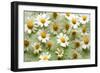 Daisies-Walter Cimbal-Framed Photographic Print