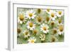 Daisies-Walter Cimbal-Framed Photographic Print