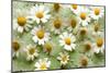 Daisies-Walter Cimbal-Mounted Photographic Print