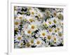 Daisies-null-Framed Photographic Print