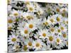 Daisies-null-Mounted Photographic Print