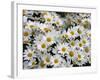 Daisies-null-Framed Photographic Print