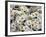 Daisies-null-Framed Photographic Print