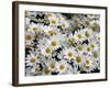 Daisies-null-Framed Photographic Print