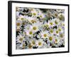 Daisies-null-Framed Photographic Print