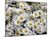 Daisies-null-Mounted Photographic Print