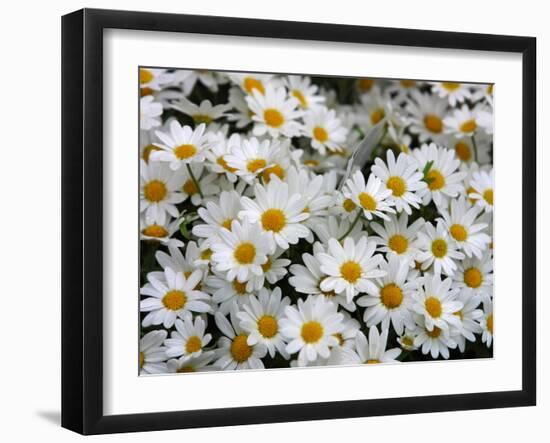 Daisies-null-Framed Photographic Print