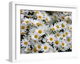 Daisies-null-Framed Photographic Print