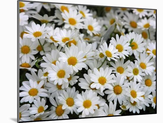 Daisies-null-Mounted Photographic Print