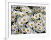 Daisies-null-Framed Photographic Print