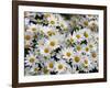 Daisies-null-Framed Photographic Print