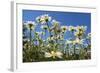 Daisies-Charles Bowman-Framed Photographic Print