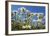 Daisies-Charles Bowman-Framed Photographic Print