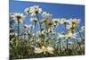 Daisies-Charles Bowman-Mounted Photographic Print