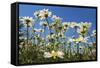 Daisies-Charles Bowman-Framed Stretched Canvas