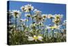 Daisies-Charles Bowman-Stretched Canvas