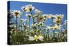 Daisies-Charles Bowman-Stretched Canvas