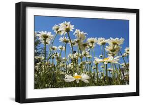 Daisies-Charles Bowman-Framed Photographic Print