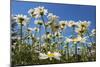 Daisies-Charles Bowman-Mounted Photographic Print