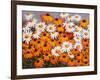 Daisies-John Newcomb-Framed Giclee Print