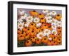 Daisies-John Newcomb-Framed Giclee Print