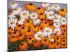 Daisies-John Newcomb-Mounted Giclee Print