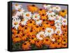 Daisies-John Newcomb-Framed Stretched Canvas