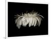 Daisy 10: White Gerbera Daisy-Doris Mitsch-Framed Photographic Print