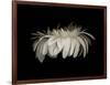 Daisy 10: White Gerbera Daisy-Doris Mitsch-Framed Photographic Print