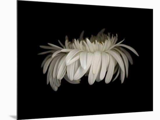 Daisy 10: White Gerbera Daisy-Doris Mitsch-Mounted Photographic Print