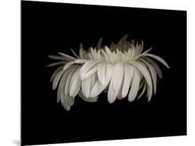 Daisy 10: White Gerbera Daisy-Doris Mitsch-Mounted Photographic Print