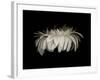 Daisy 10: White Gerbera Daisy-Doris Mitsch-Framed Photographic Print