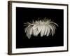 Daisy 10: White Gerbera Daisy-Doris Mitsch-Framed Photographic Print