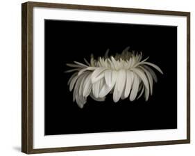 Daisy 10: White Gerbera Daisy-Doris Mitsch-Framed Photographic Print