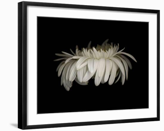 Daisy 10: White Gerbera Daisy-Doris Mitsch-Framed Photographic Print